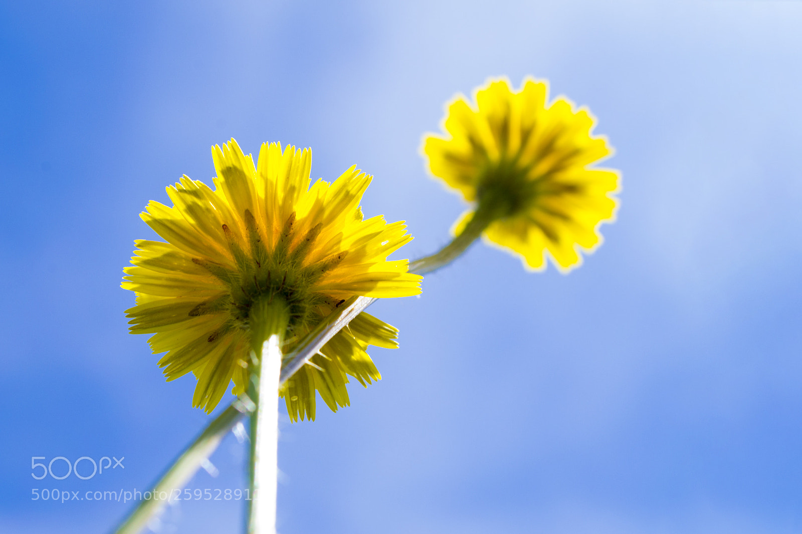 Nikon D3100 sample photo. From down below photography