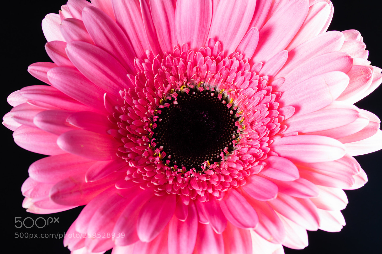 Canon EOS 750D (EOS Rebel T6i / EOS Kiss X8i) sample photo. Gerbera rosa photography