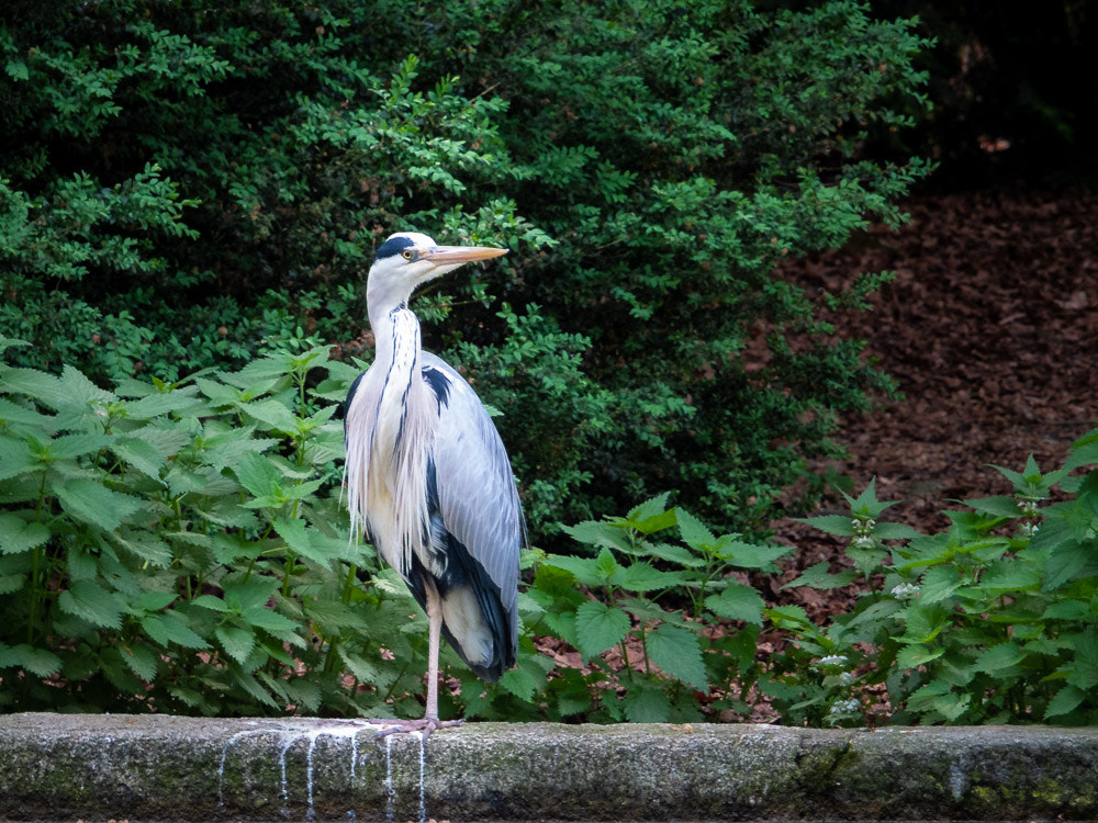 Fujifilm X-S1 sample photo. 20180510-135645-00144-sd-_dsf0487 photography