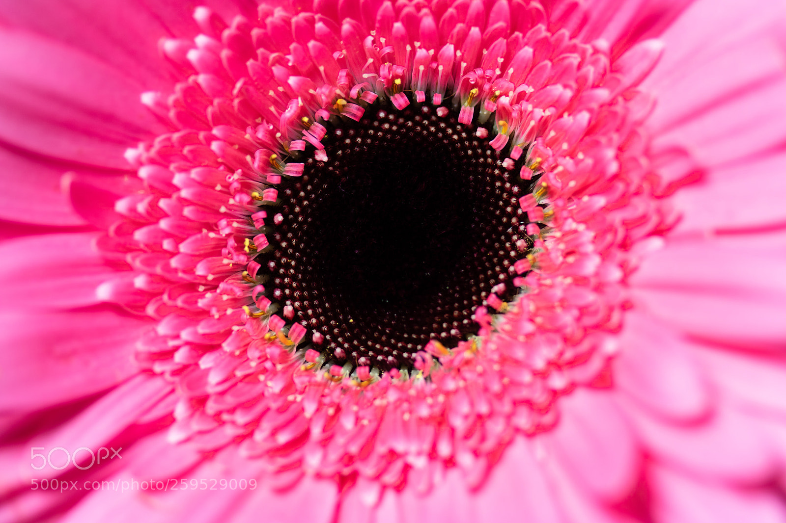 Canon EOS 750D (EOS Rebel T6i / EOS Kiss X8i) sample photo. Gerbera rosa photography