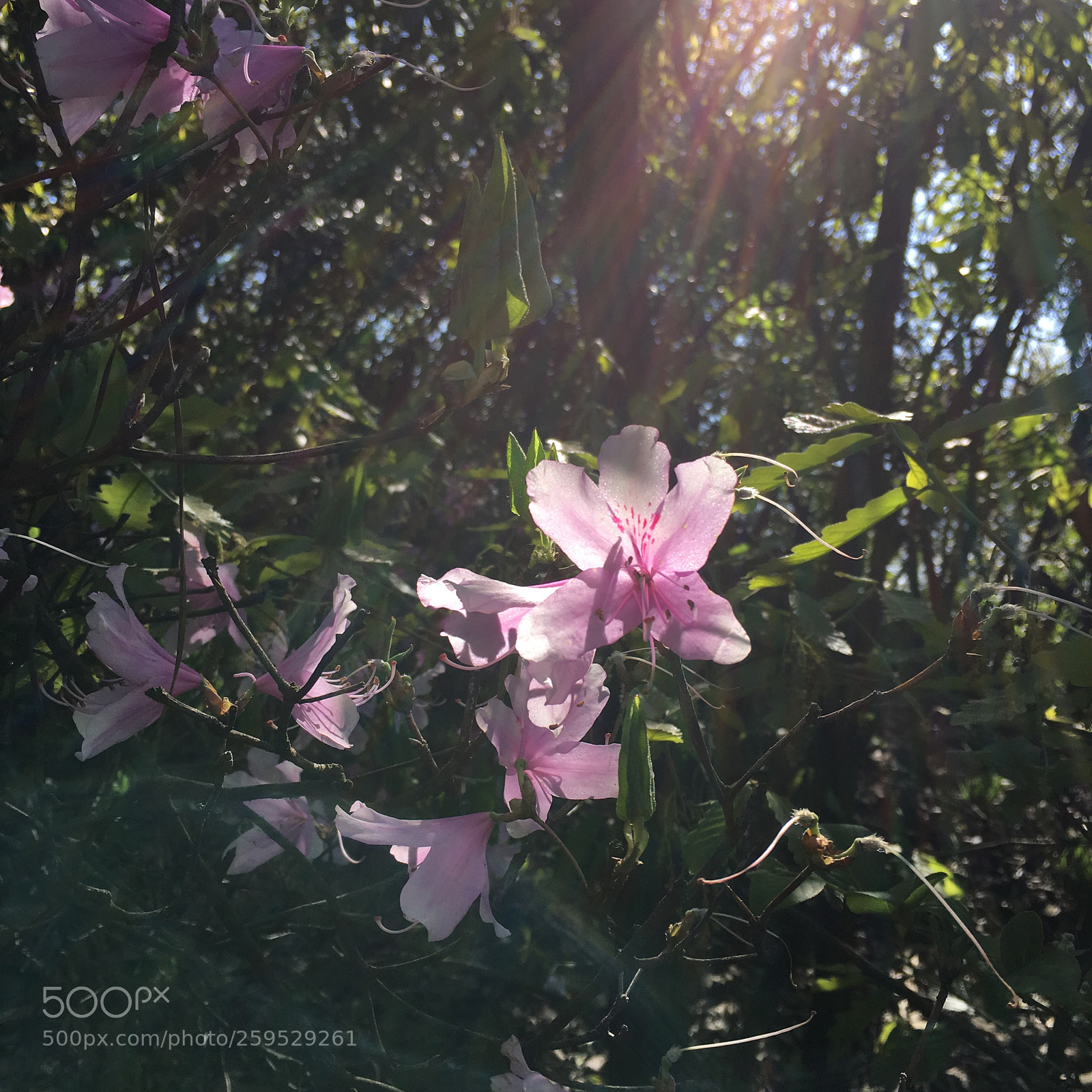 Apple iPhone 6s sample photo. Azalea photography
