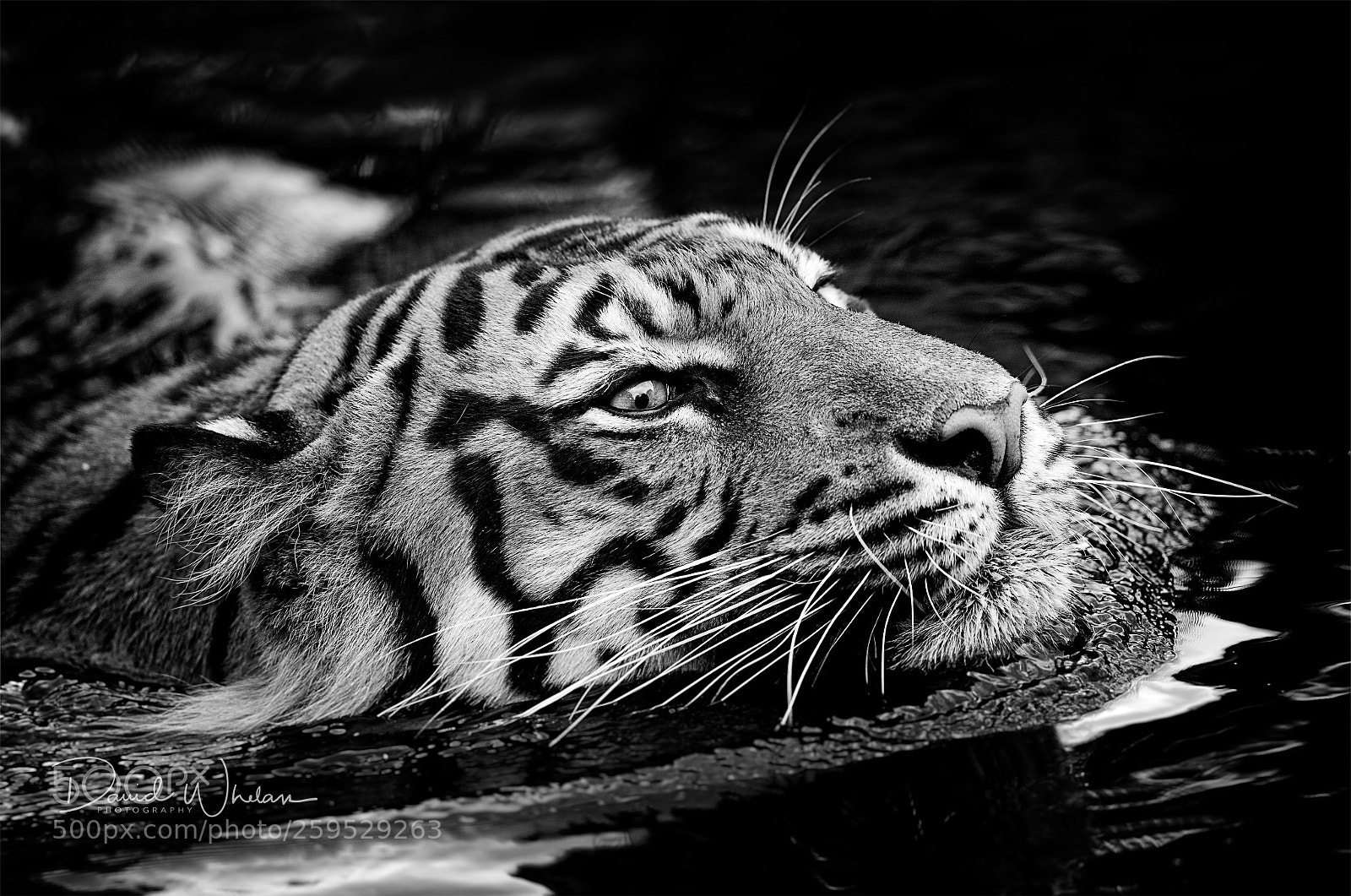 Nikon D850 sample photo. Indrah photography