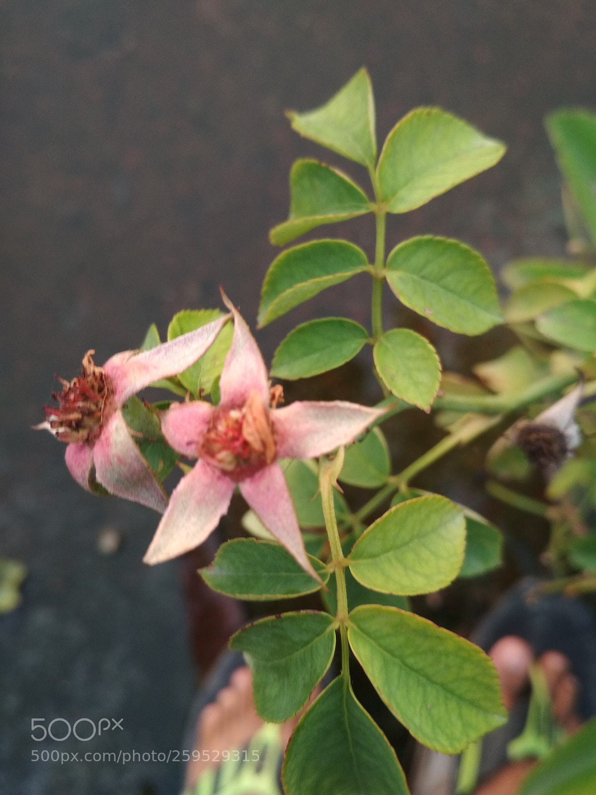 Xiaomi Redmi 4X sample photo. Untitled photography