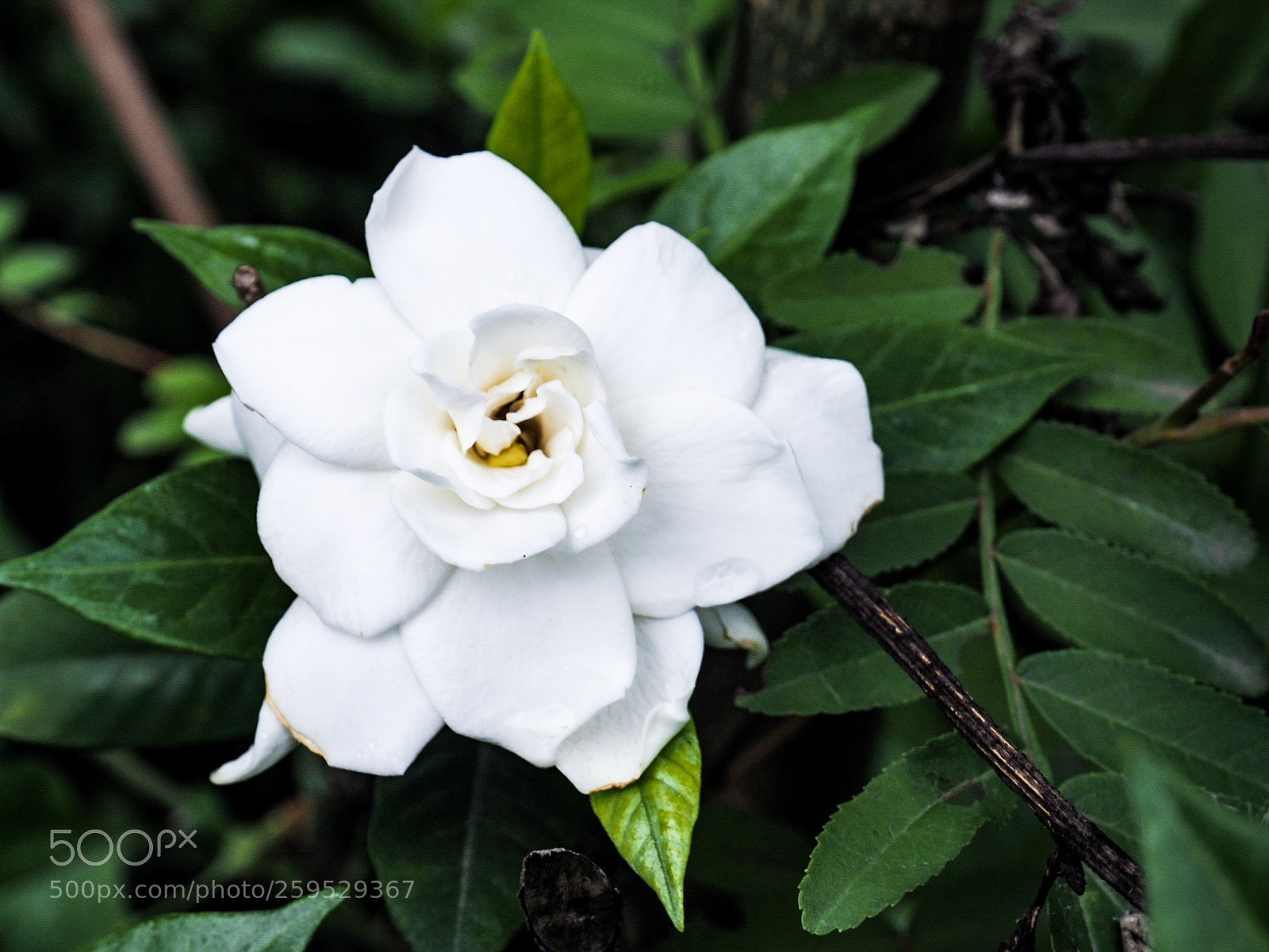 Olympus OM-D E-M5 II sample photo. Untitled photography