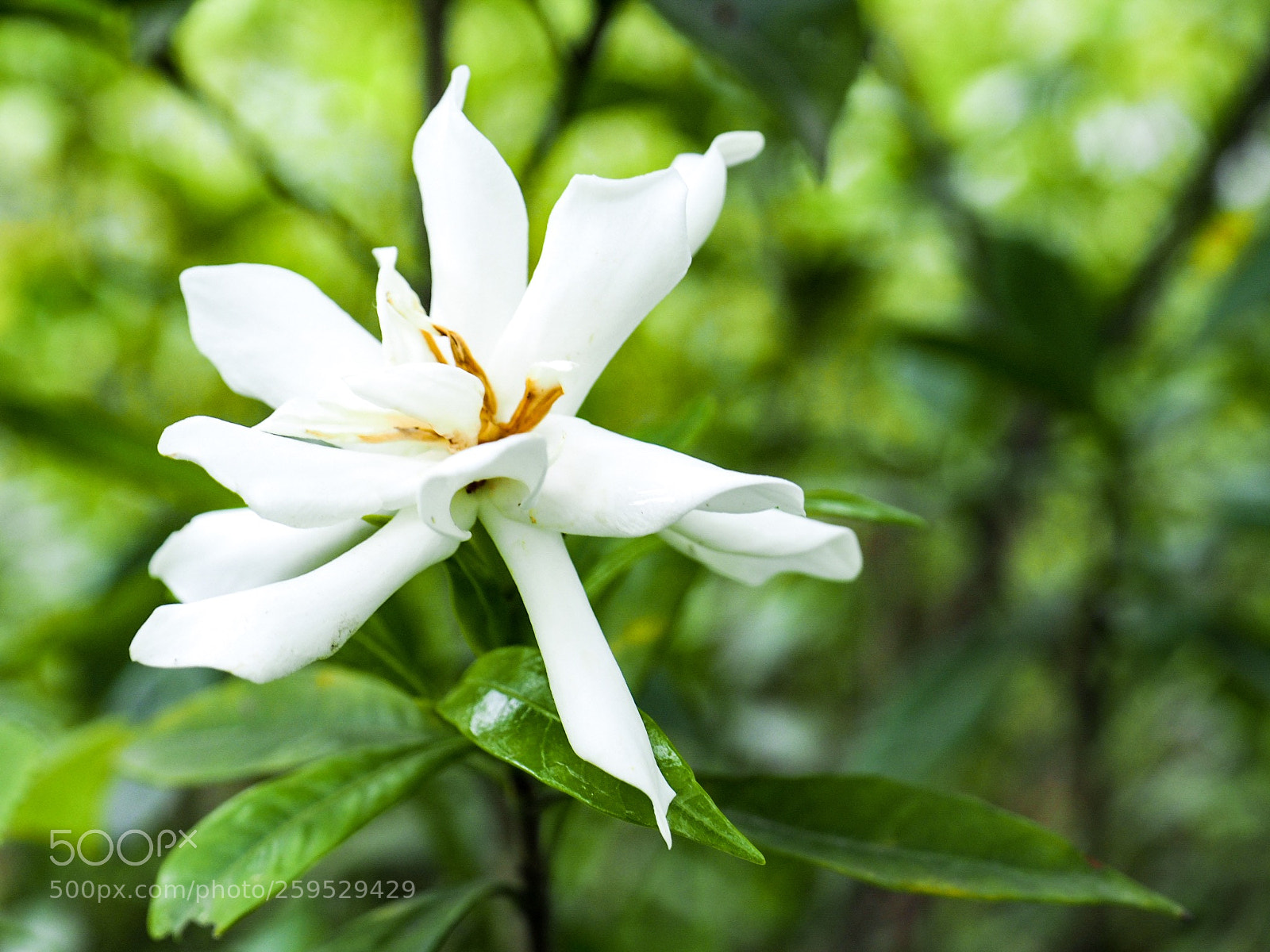 Olympus OM-D E-M5 II sample photo. Untitled photography