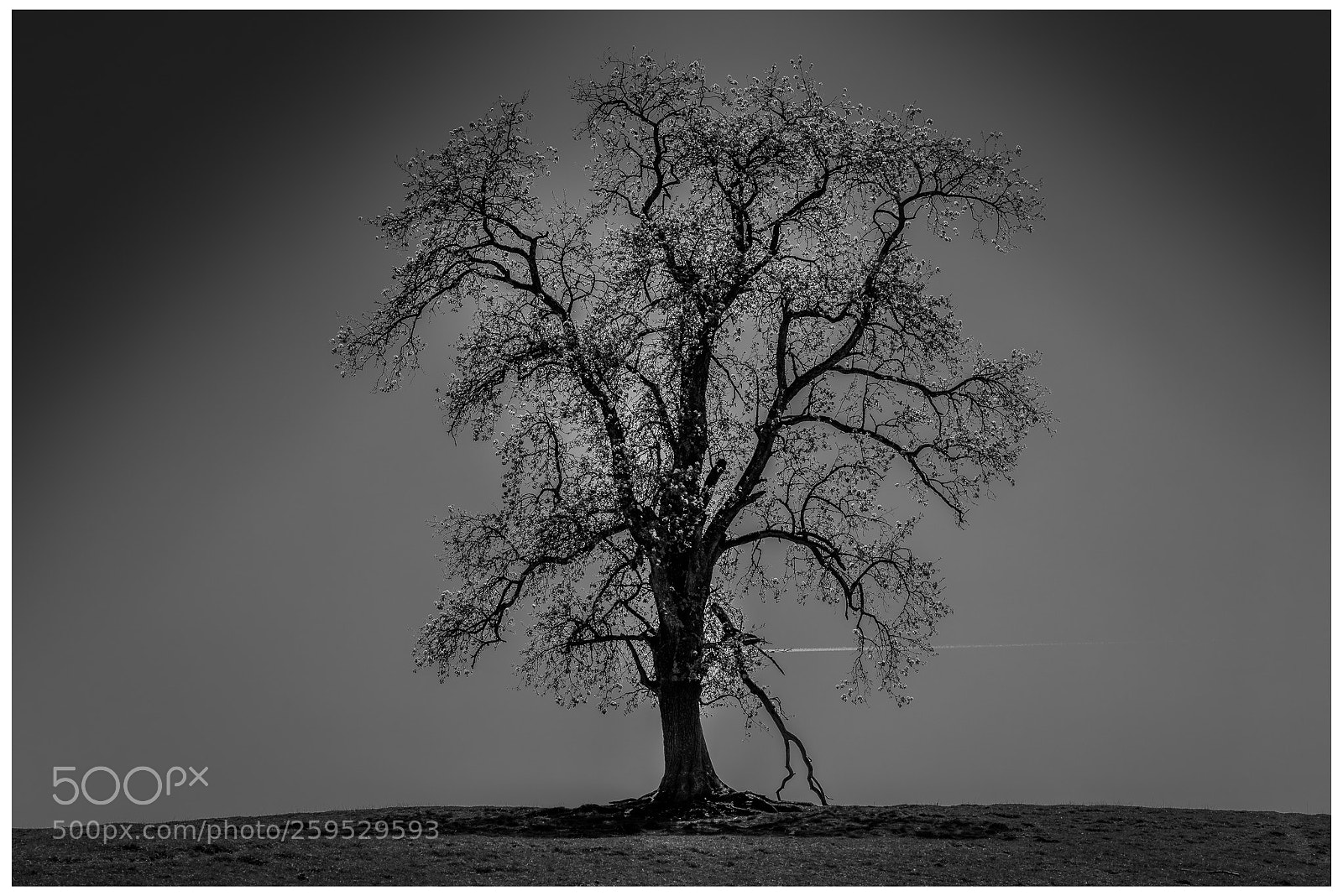 Nikon D810 sample photo. Blooming tree photography