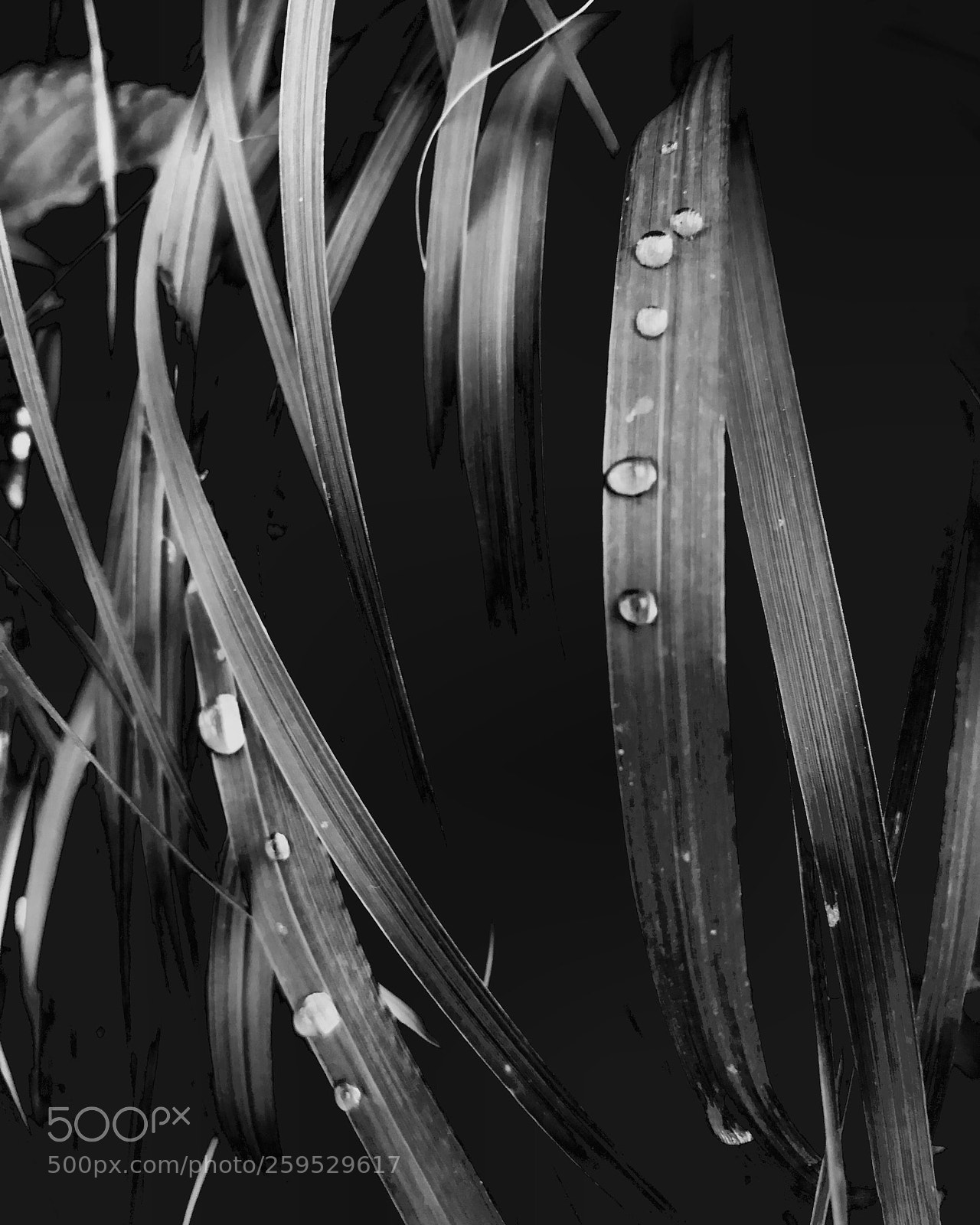 Apple iPhone 7 Plus sample photo. Wet grass photography