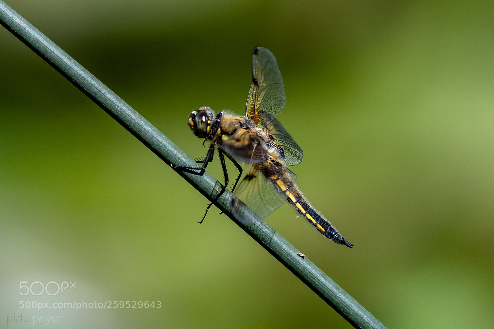 Nikon D5 sample photo. Dragonfly - libelle photography