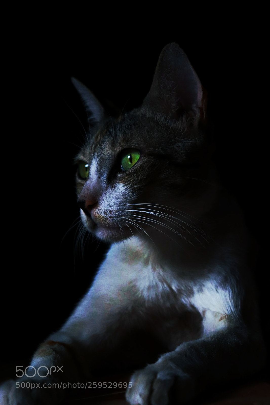 Canon EOS 800D (EOS Rebel T7i / EOS Kiss X9i) sample photo. Cats photography