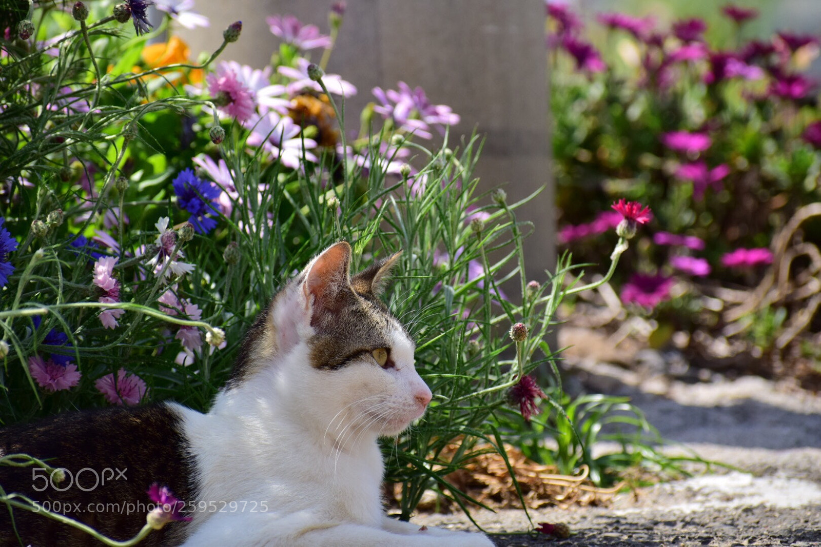 Nikon D5300 sample photo. Cat and flower photography
