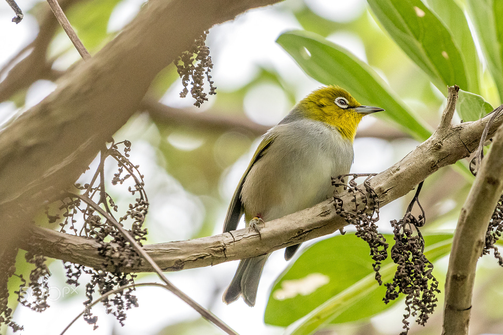 Canon EOS 77D (EOS 9000D / EOS 770D) sample photo. Silvereye photography