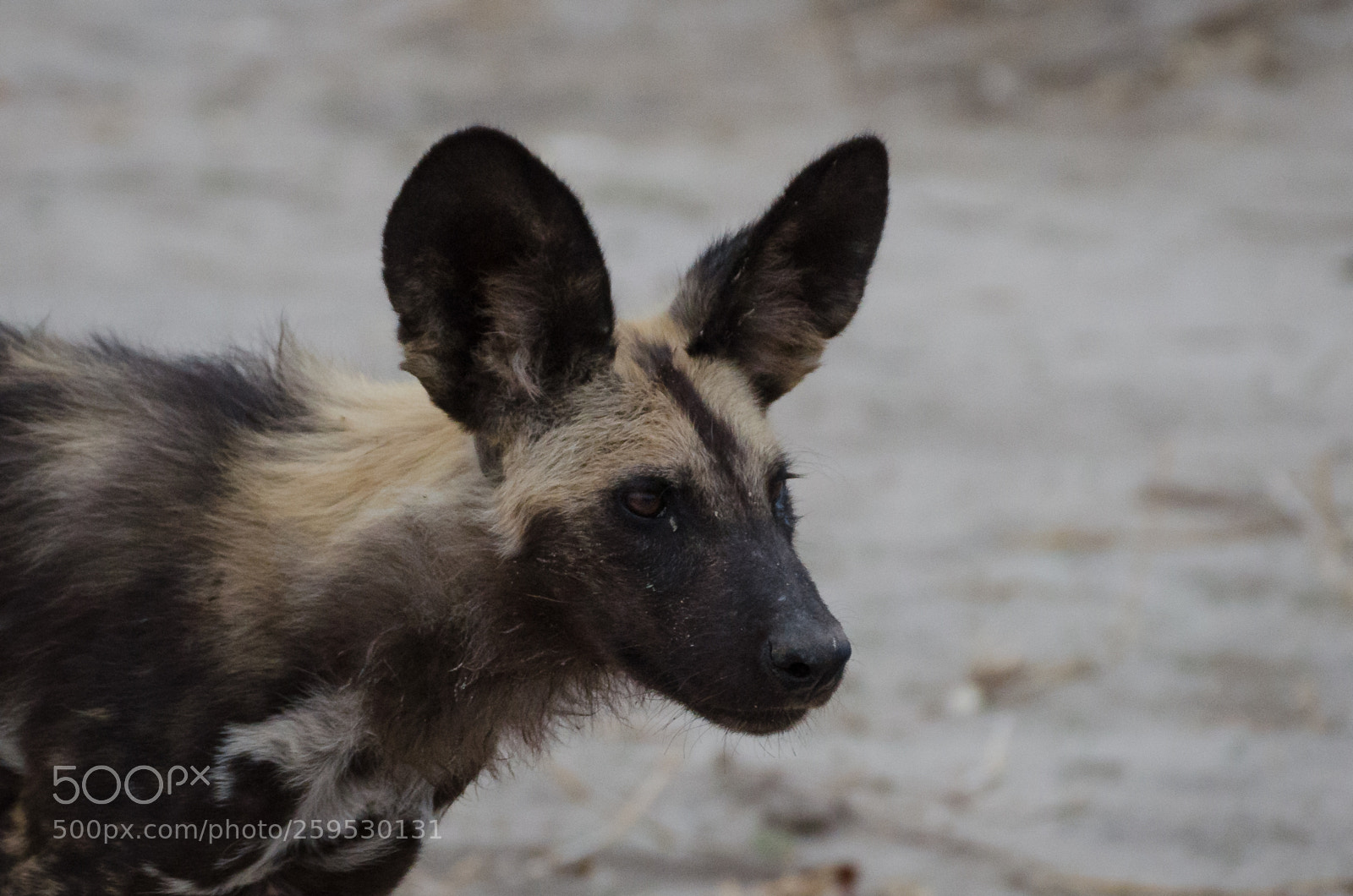 Nikon D7000 sample photo. African wild dog photography