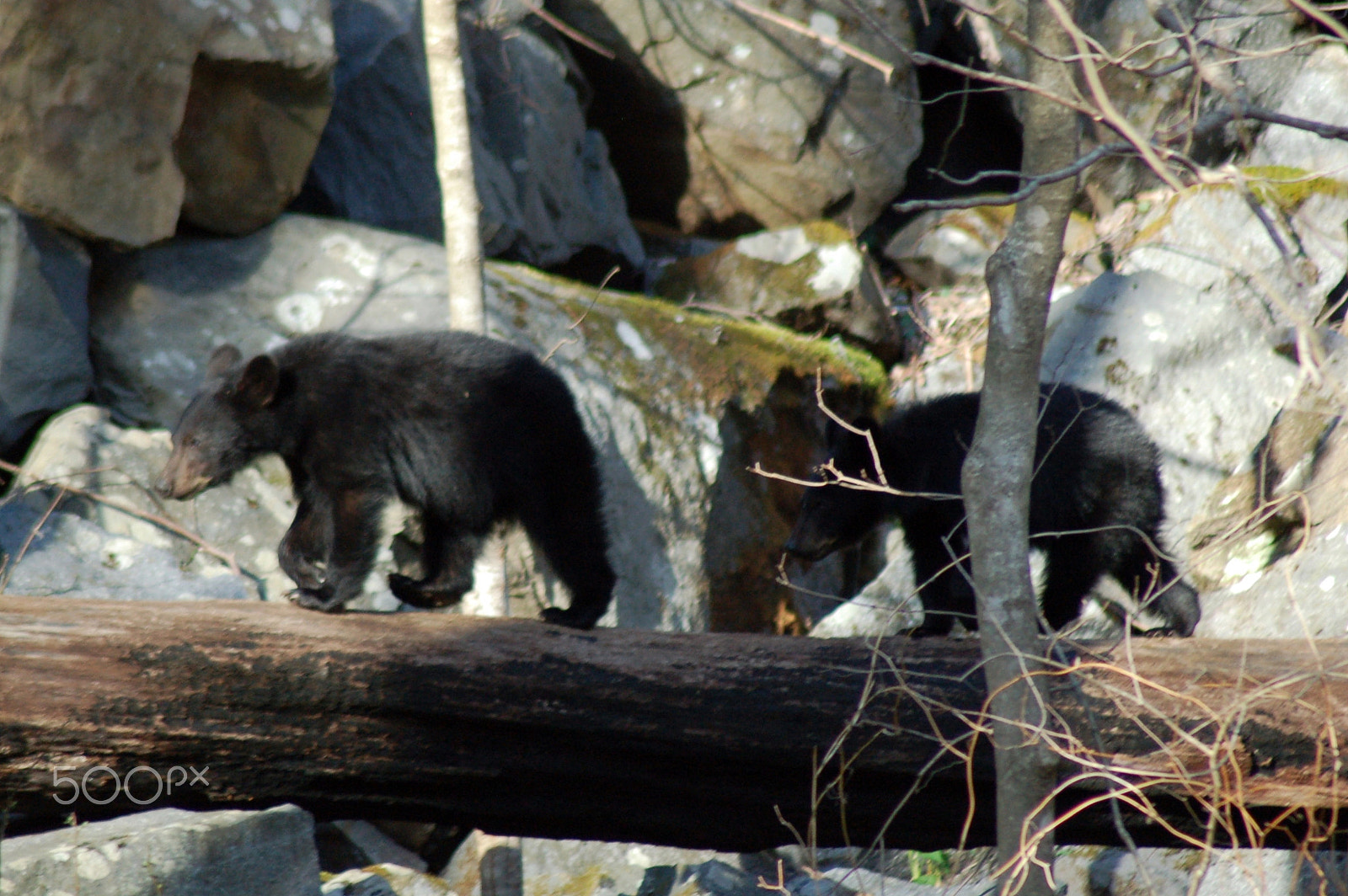 Nikon D50 + Nikon AF Nikkor 70-300mm F4-5.6G sample photo. Black bears in the mountains photography