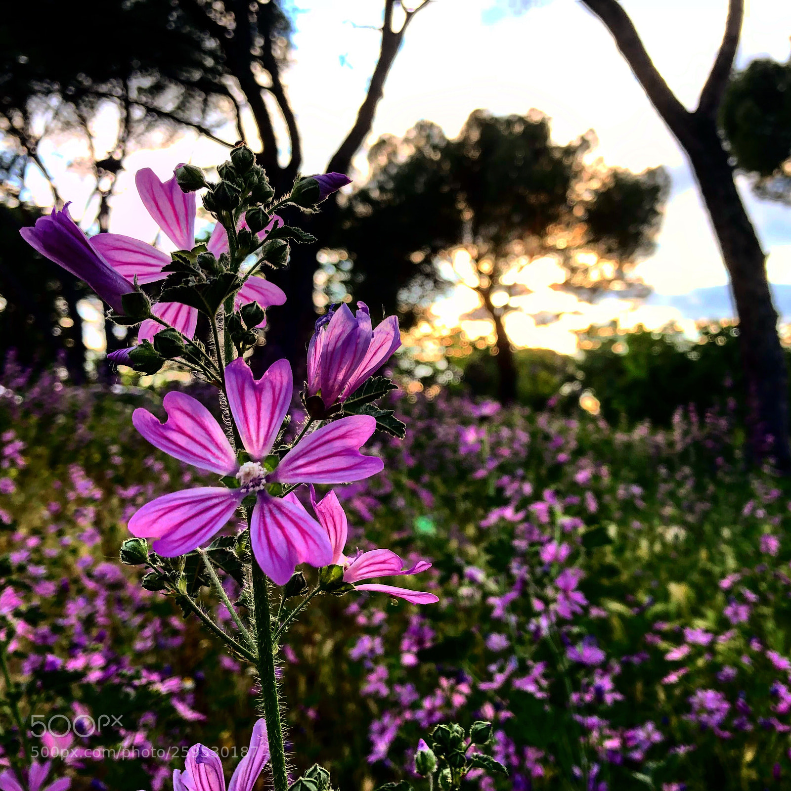 Apple iPhone X sample photo. Ultimos rayos de sol photography