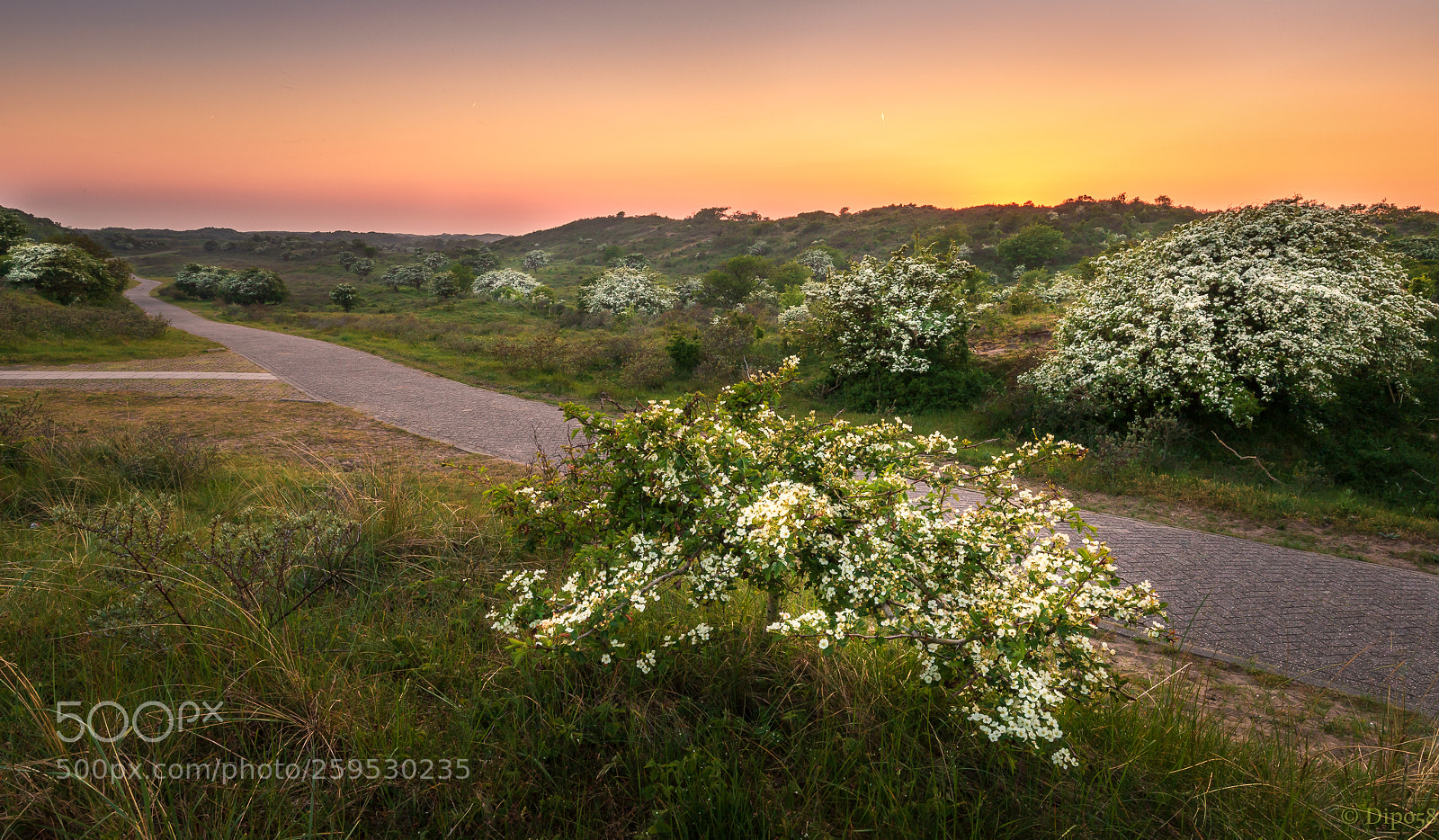 Canon EOS 6D Mark II sample photo. Hawthorn ii: after sunset photography