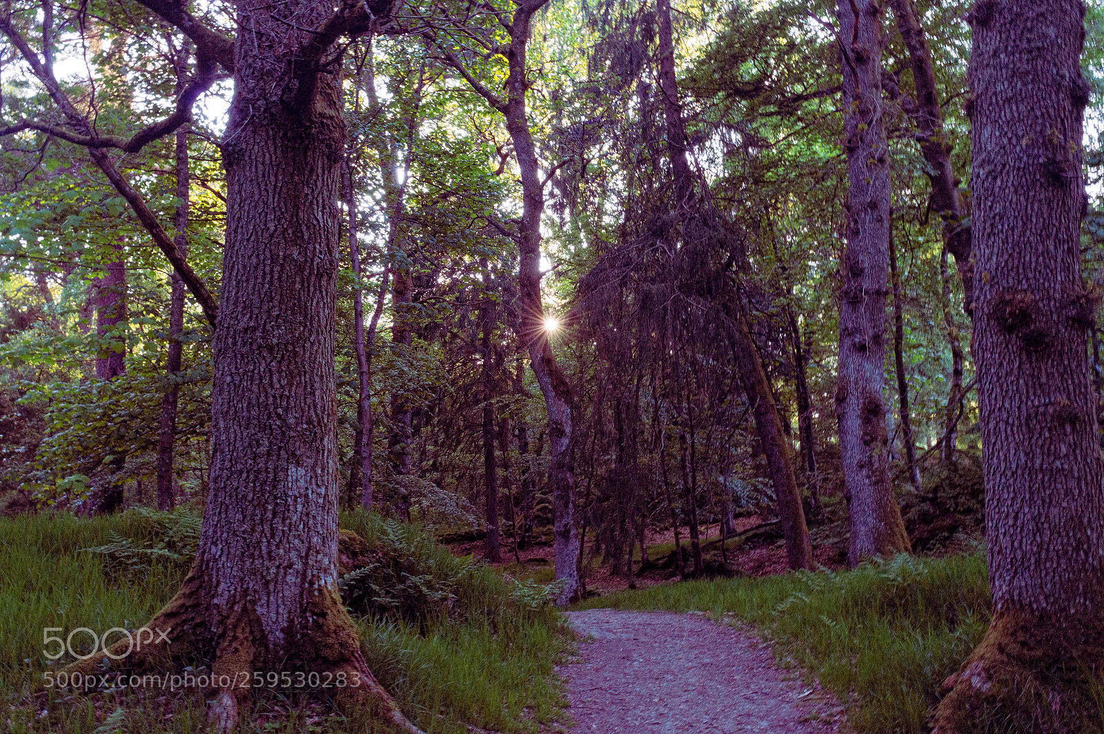 Nikon D3200 sample photo. Mirkwood photography
