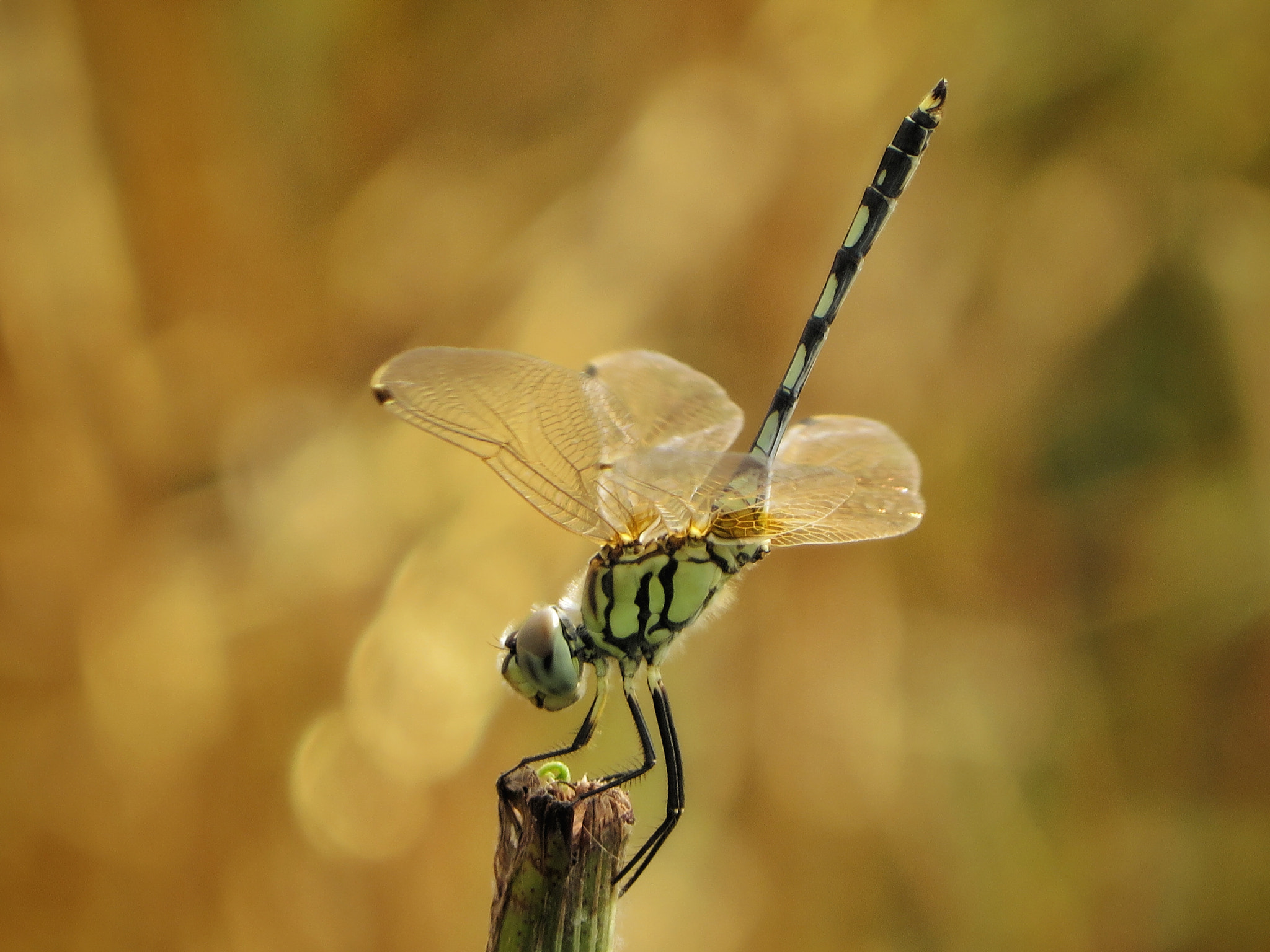 Canon PowerShot SX280 HS sample photo. Dragon fly.. photography