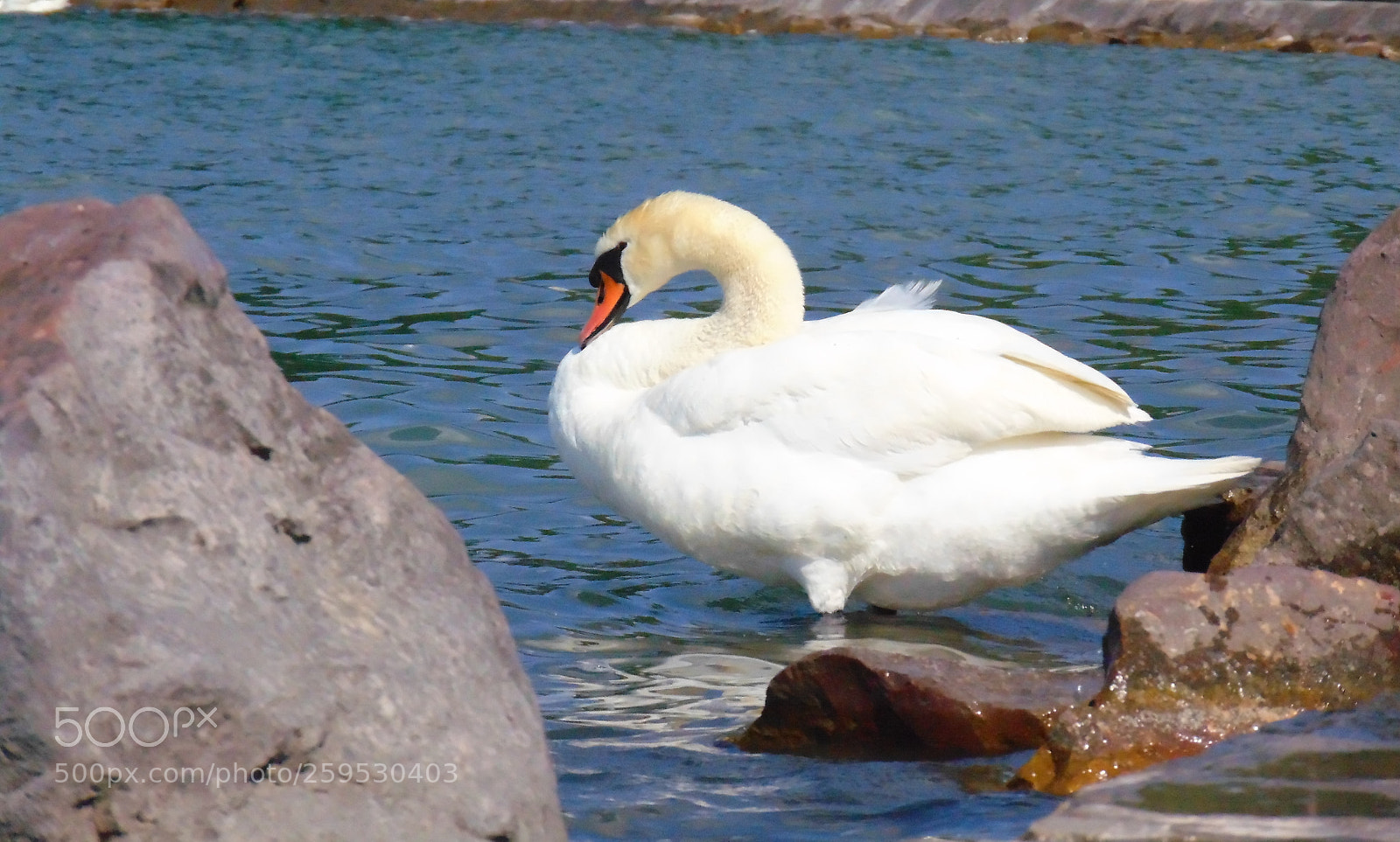 Sony Cyber-shot DSC-H300 sample photo. Swan photography