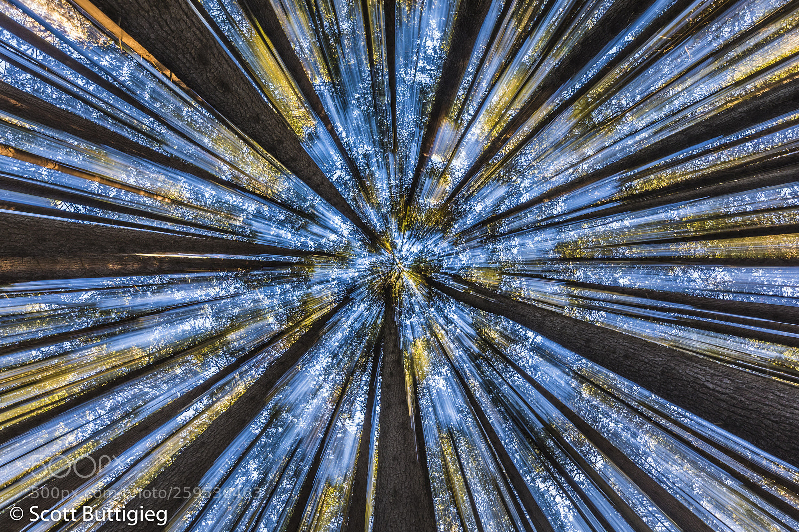 Canon EOS 5D Mark IV sample photo. Canopy  photography