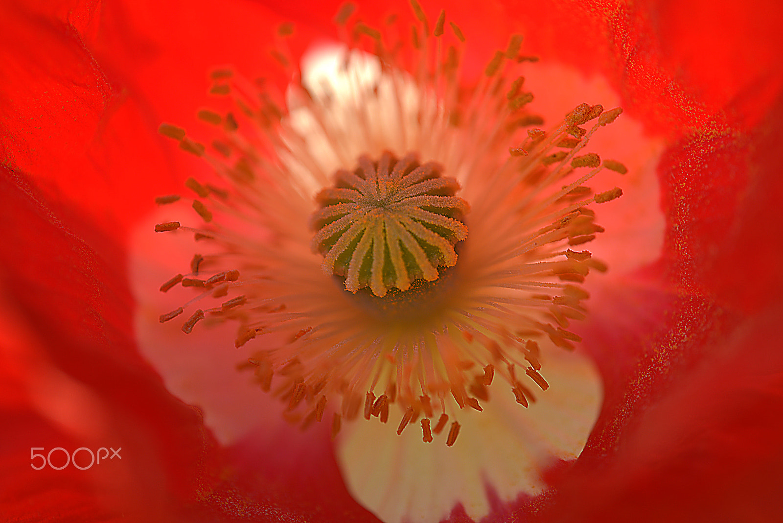 Tamron SP AF 180mm F3.5 Di LD (IF) Macro sample photo. Poppy photography