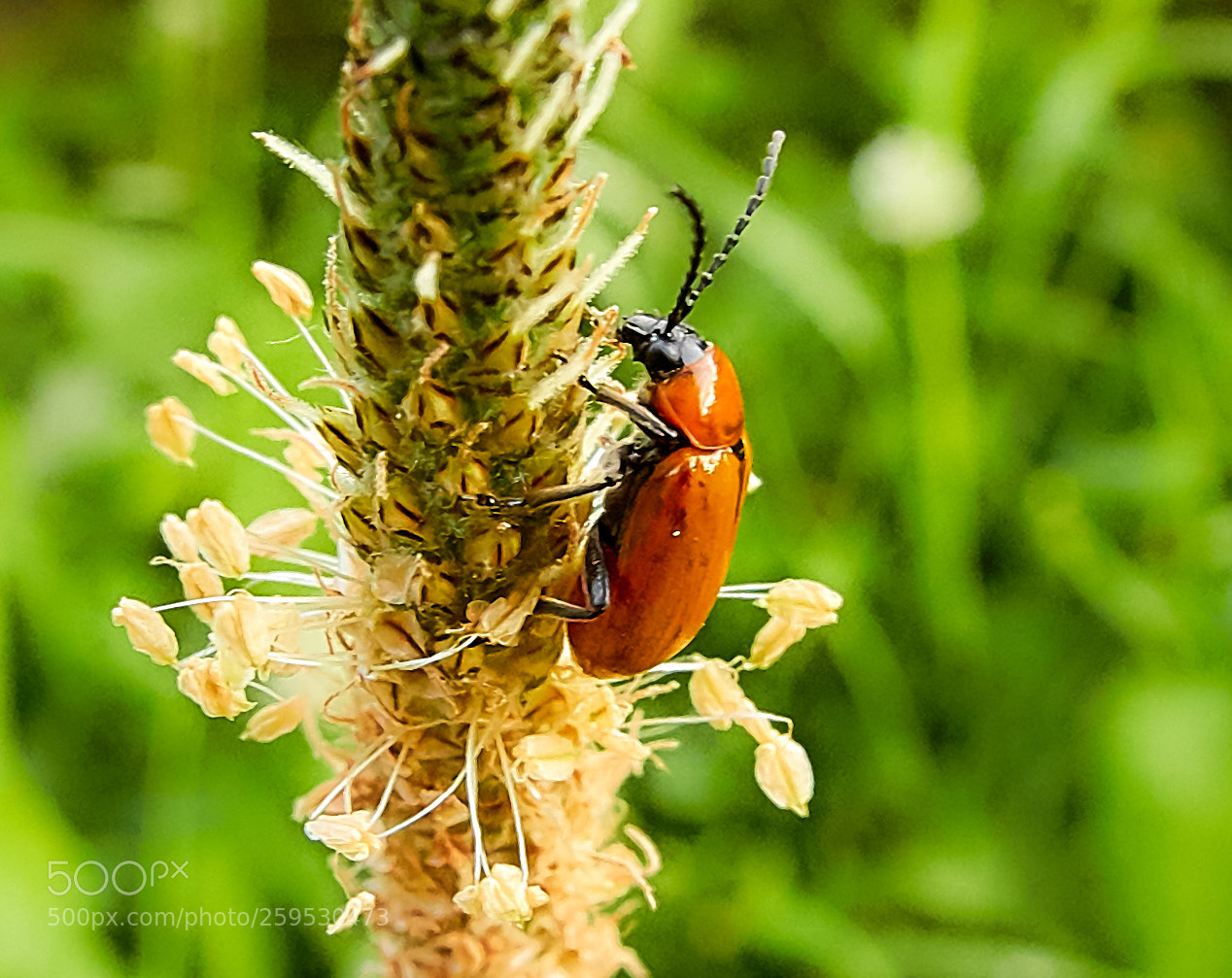 Canon EOS 7D Mark II sample photo. Garden bugs photography