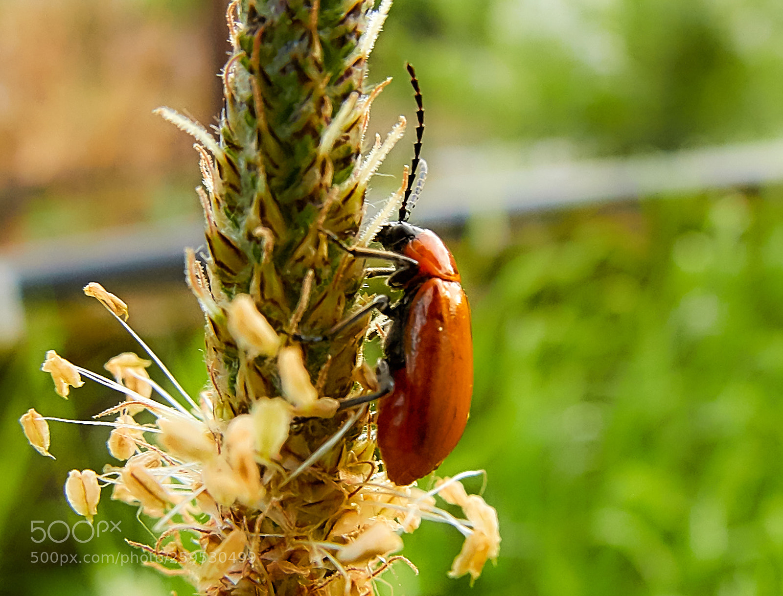 Canon EOS 7D Mark II sample photo. Garden bugs photography