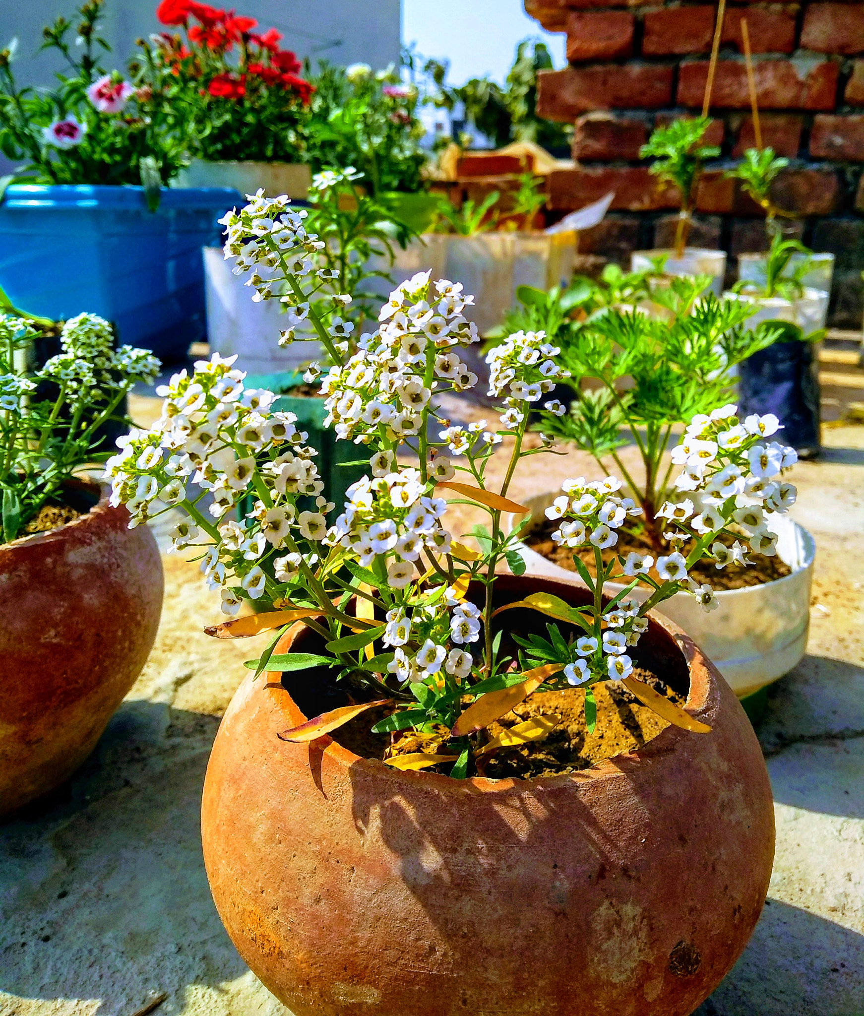 Motorola Moto G (5S) Plus sample photo
