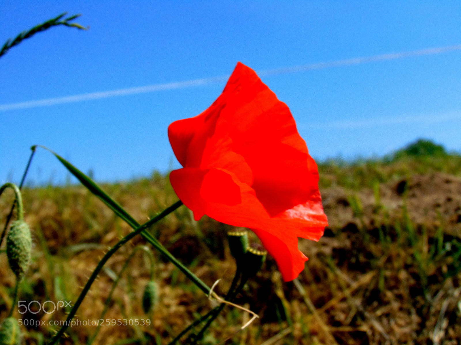 Sony Cyber-shot DSC-H300 sample photo. Poppy photography