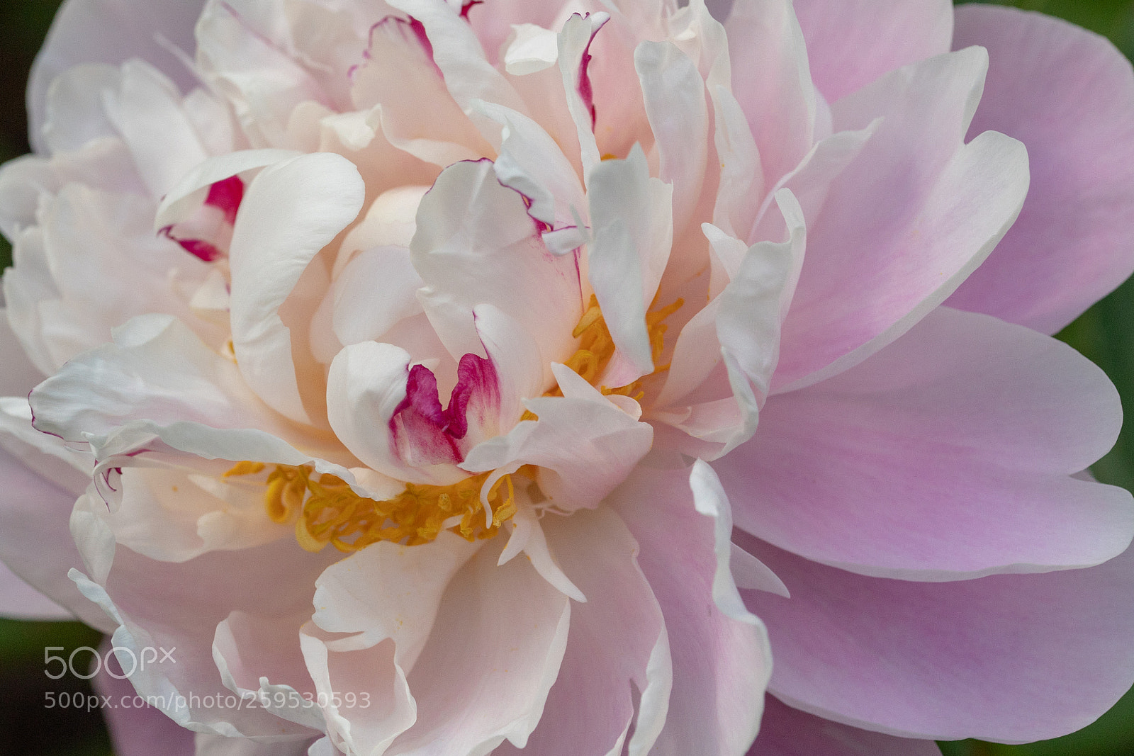 Canon EOS 5D Mark IV sample photo. Smile of a flower photography