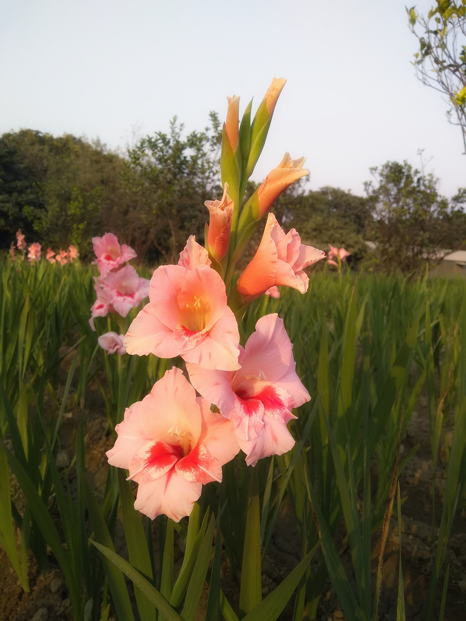 Motorola Moto G (5S) Plus sample photo