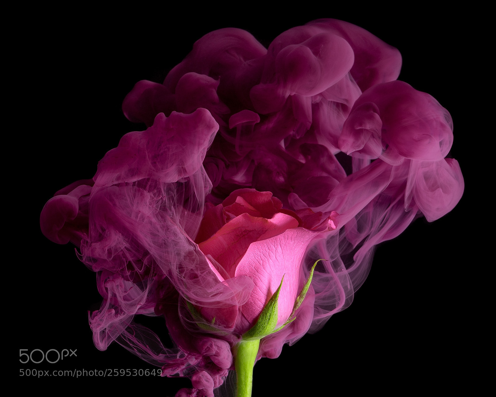 Nikon D850 sample photo. Pink rose ii photography