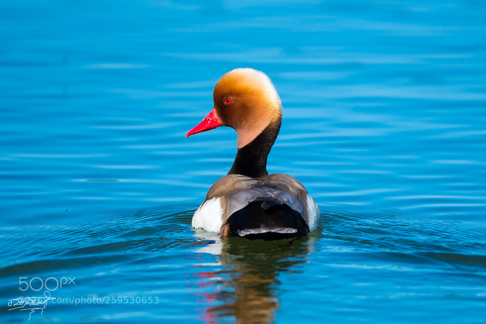 Nikon D500 sample photo. Red-crested pochard photography