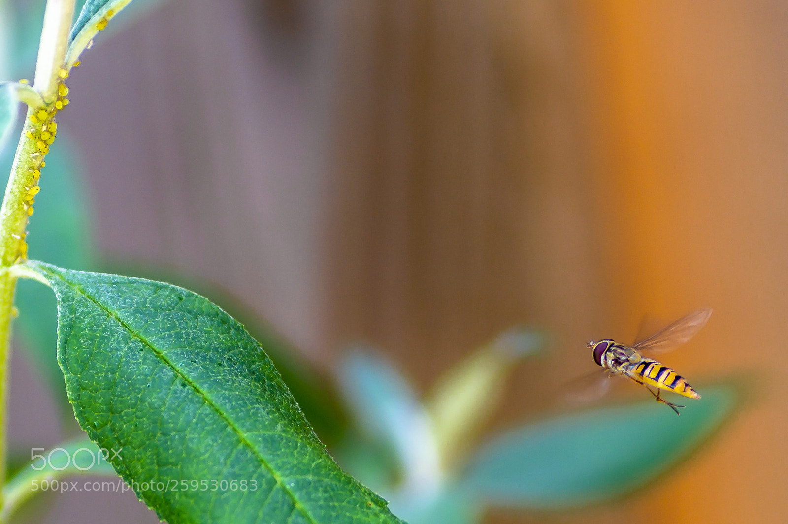 Sony SLT-A58 sample photo. Hooverfly photography