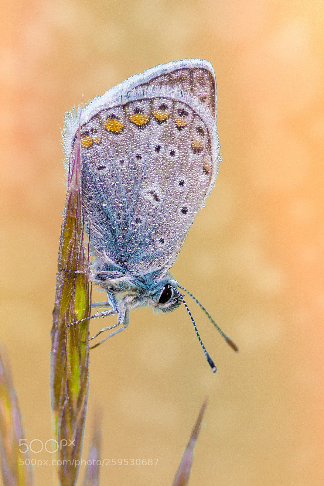 Nikon D7100 sample photo. Beauty photography
