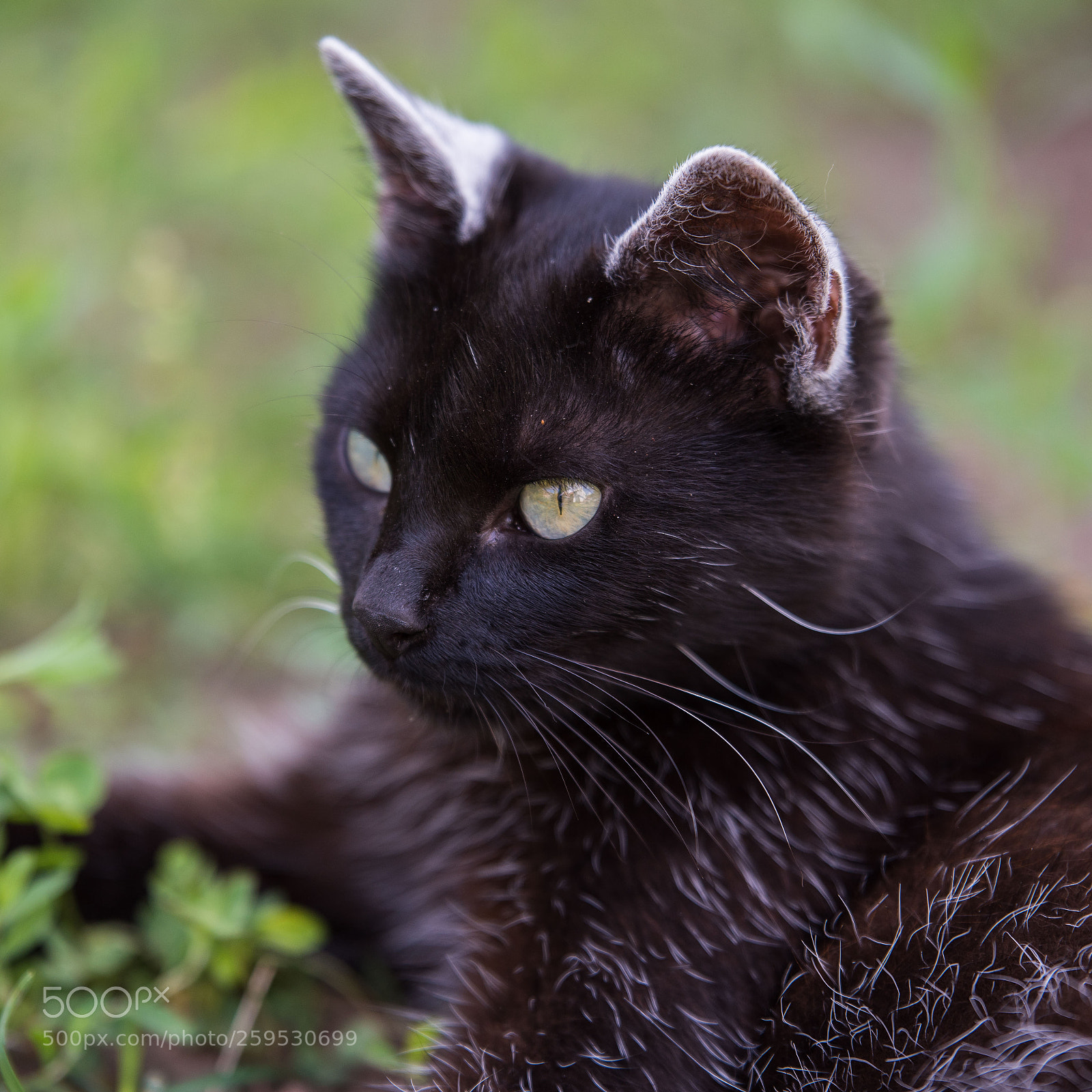 Nikon D810 sample photo. White ear photography