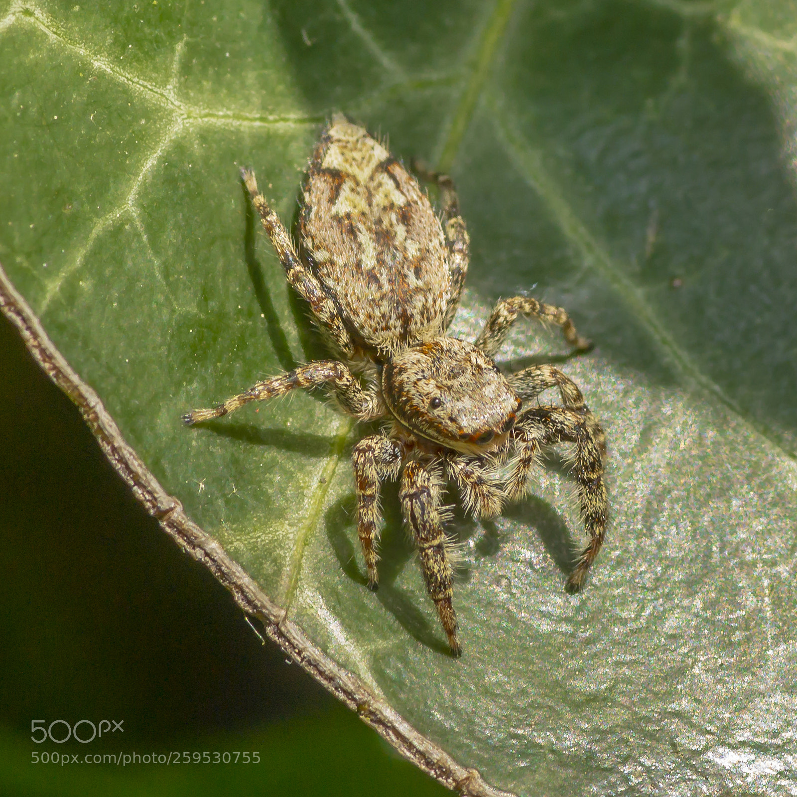 Sony SLT-A58 sample photo. Jumping spider photography