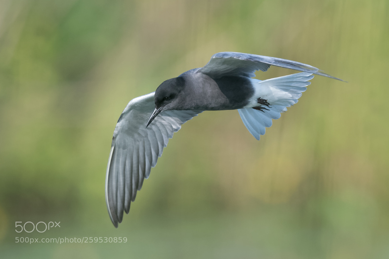 Nikon D500 sample photo. Black tern photography