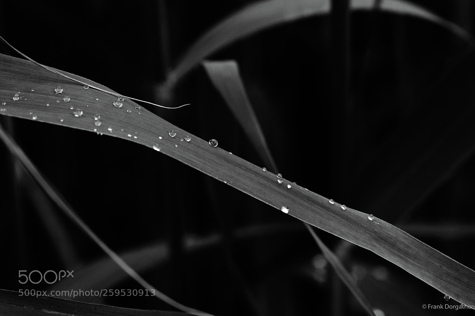 Sony a6000 sample photo. Drops photography