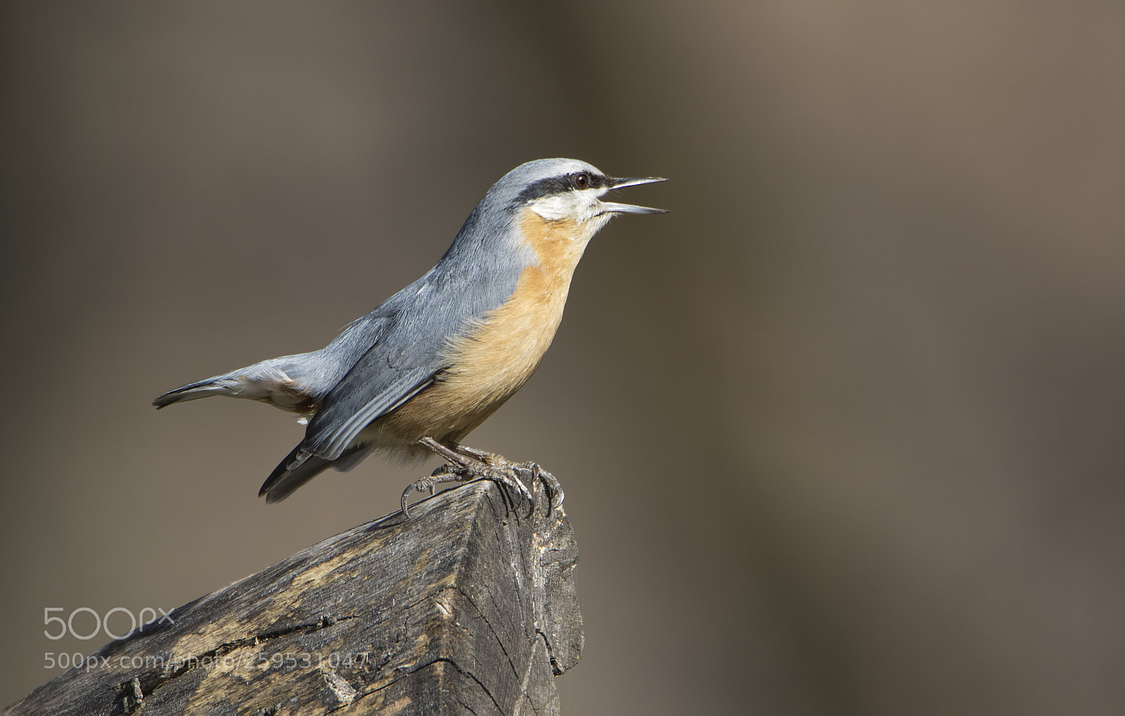 Canon EOS 7D Mark II sample photo. Eurasian nuthatch >> sıvacı photography