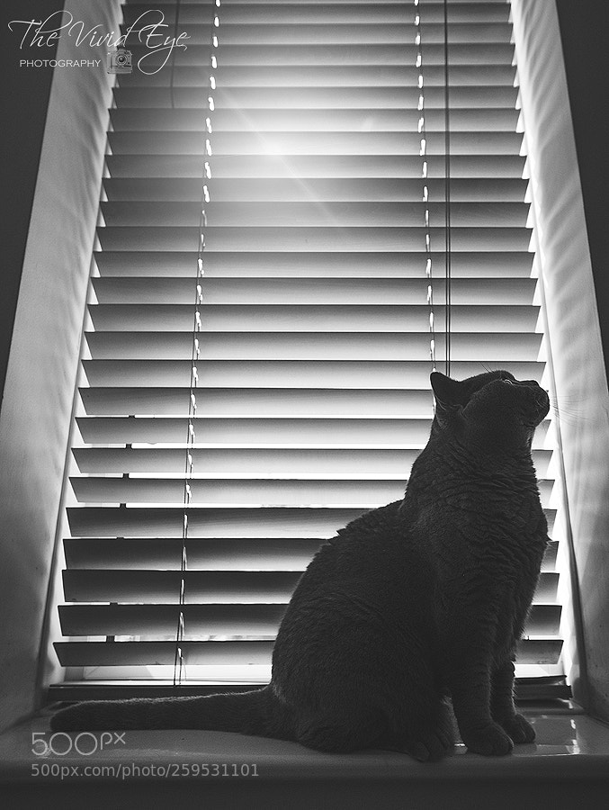 Fujifilm X-T2 sample photo. The cat photography