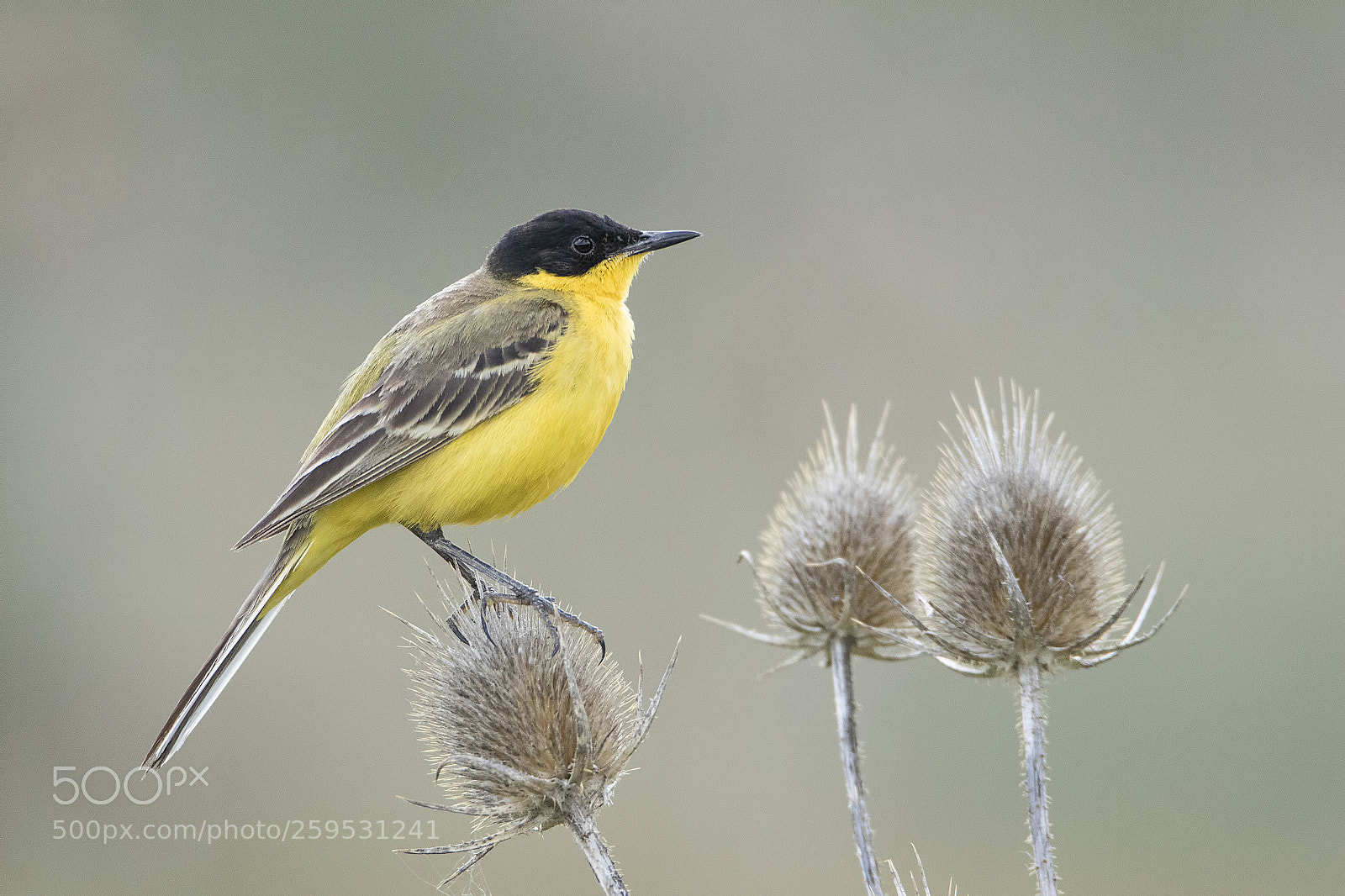 Canon EOS 7D Mark II sample photo. Sarı kuyruksallayan » yellow wagtail photography
