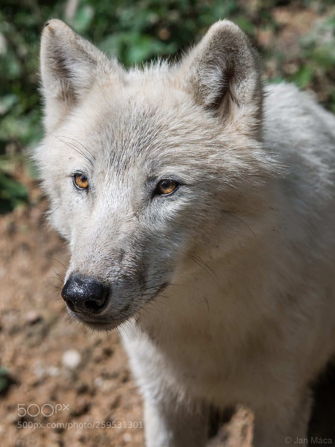 Sony Alpha DSLR-A700 sample photo. Arctic wolf closeup portrait photography
