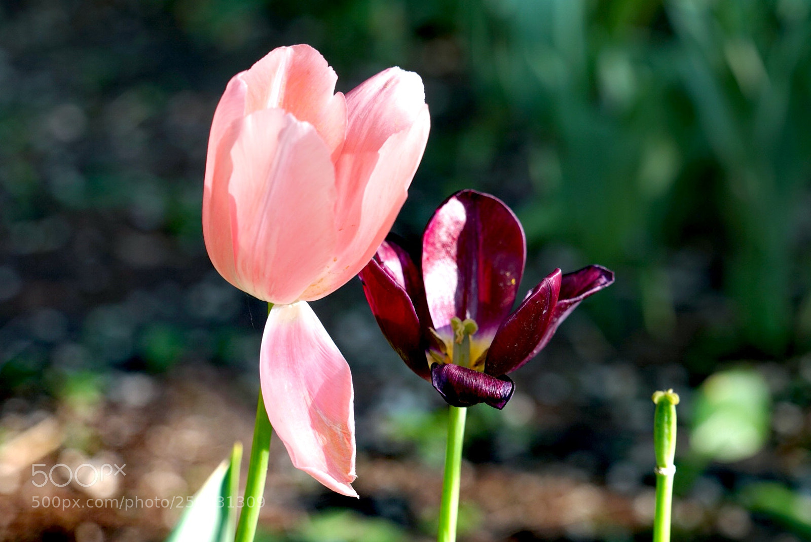 Sony a7R II sample photo. 郁金香? photography