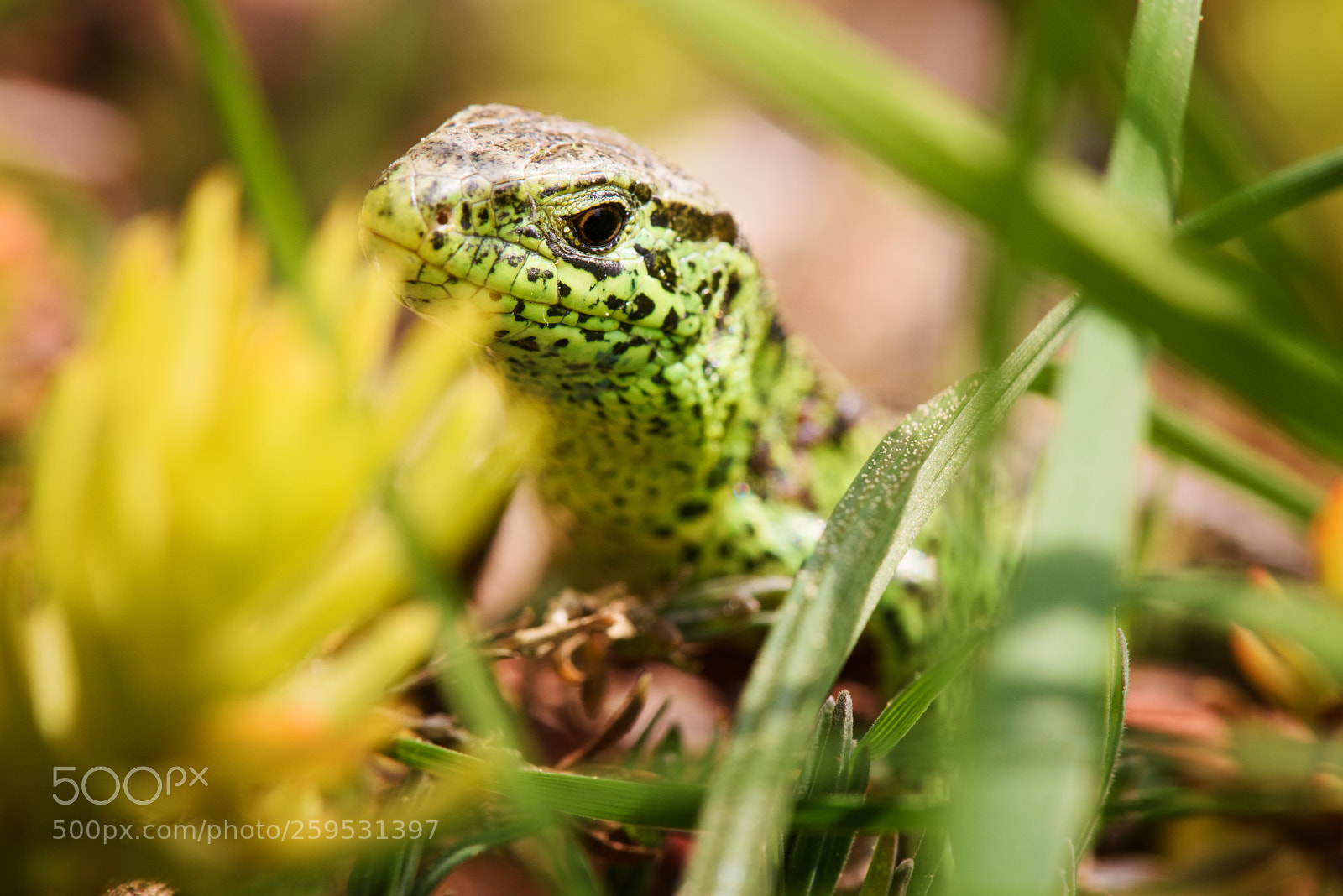 Nikon D810 sample photo. Lacerta (agilis) photography