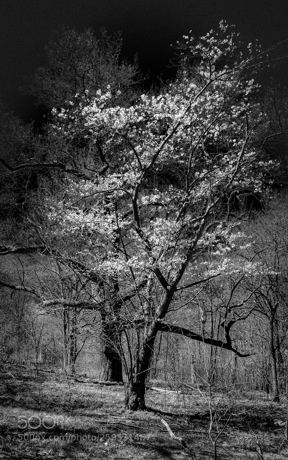 Fujifilm X100F sample photo. Sakura photography