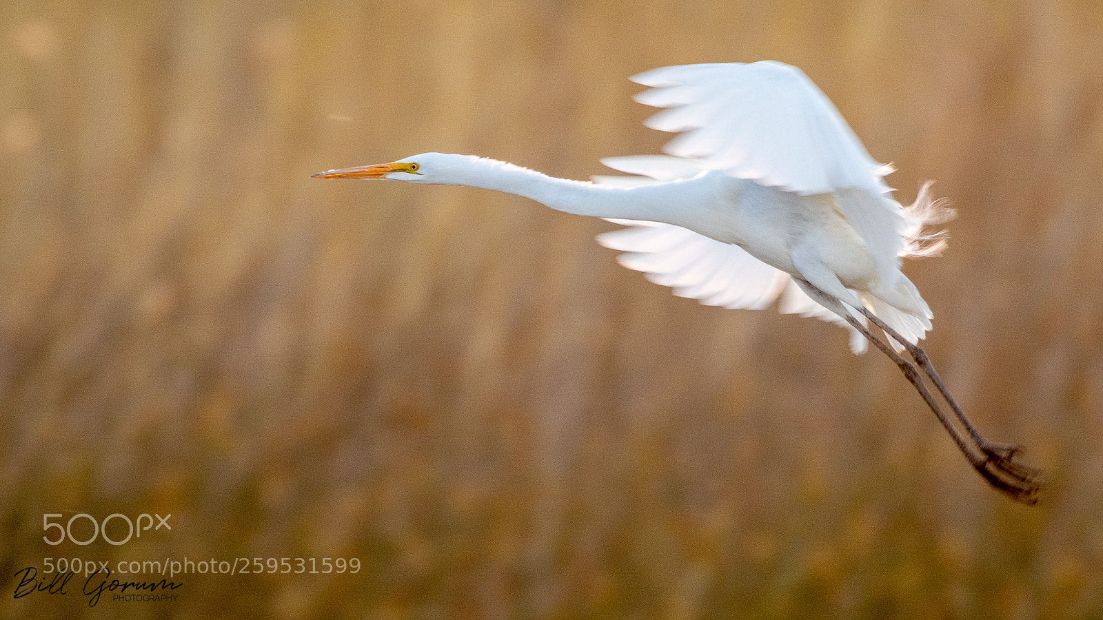 Nikon D500 sample photo. Great egret photography