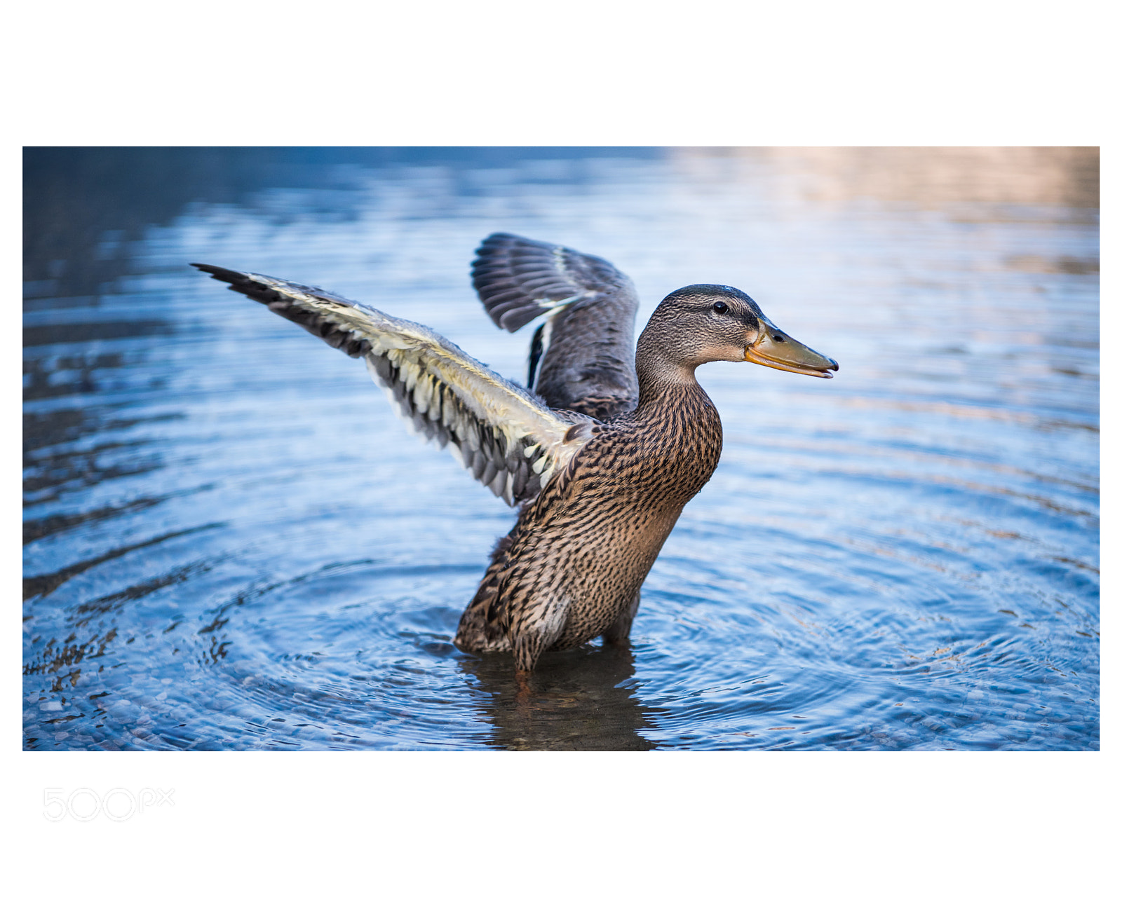 Nikon D810 sample photo. Flapping photography