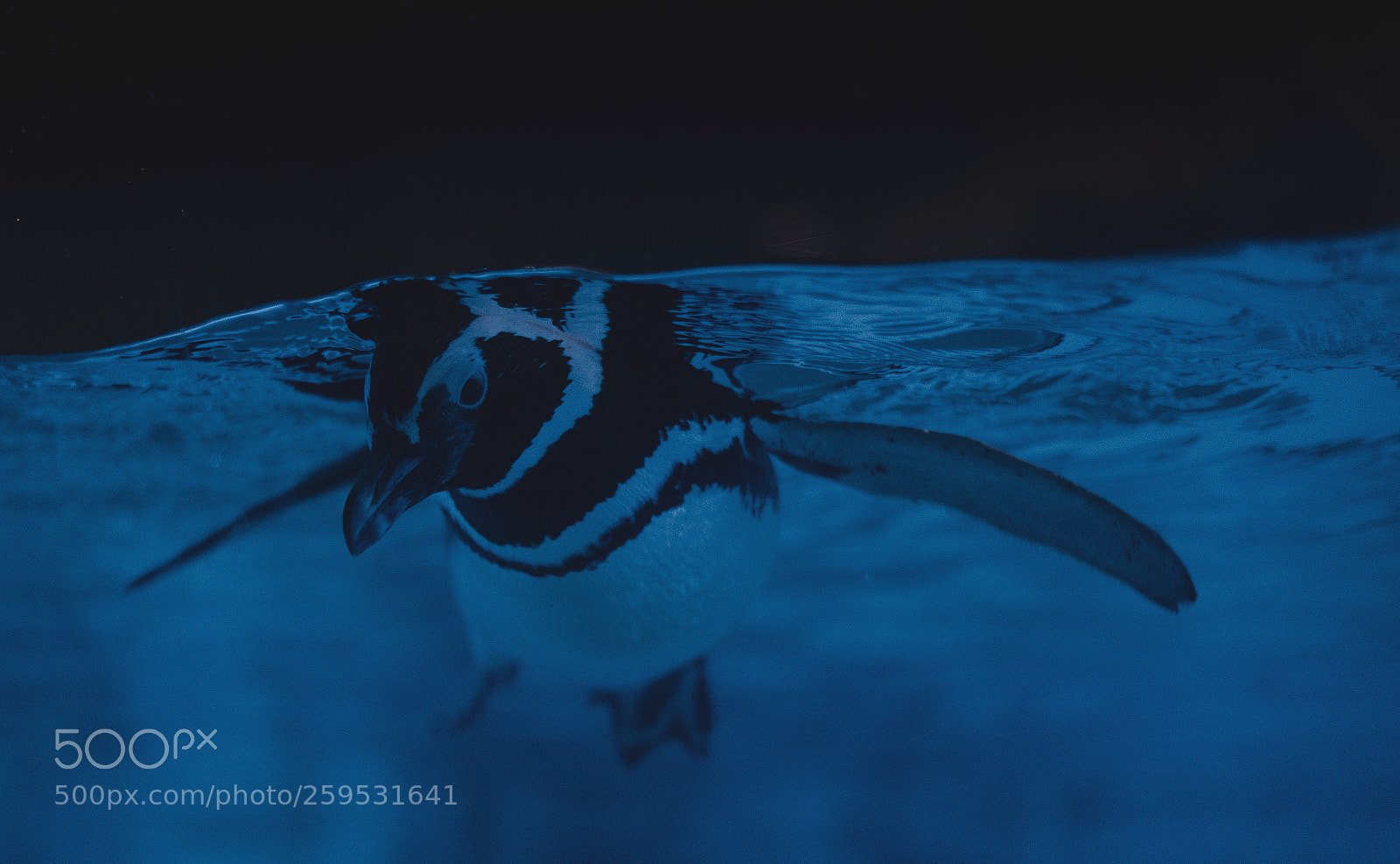 Sony a7 III sample photo. Penguin photography