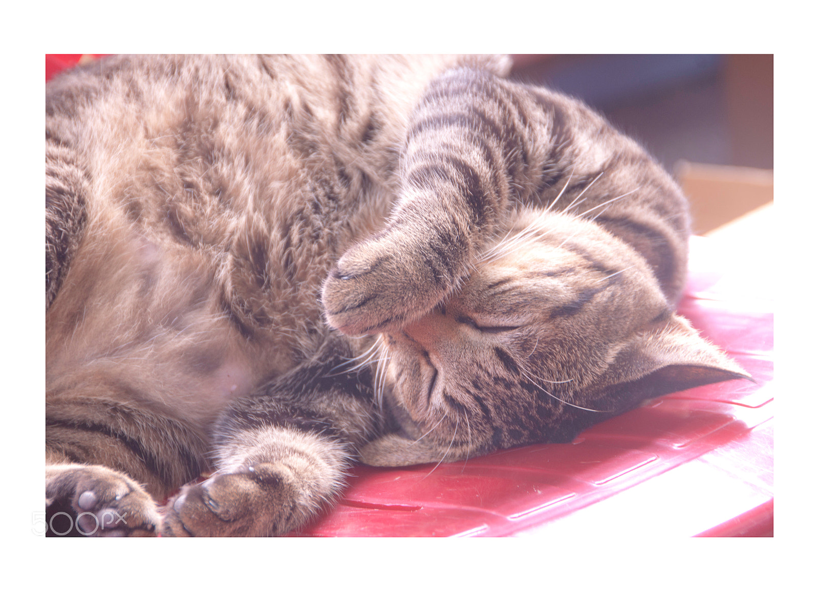 Nikon D90 sample photo. Do not disturb photography