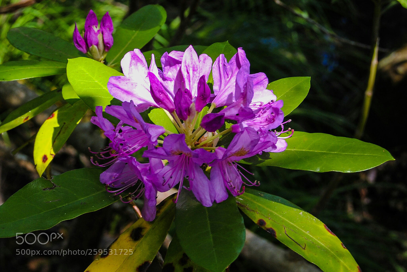 Nikon D3000 sample photo. Rododemdro photography